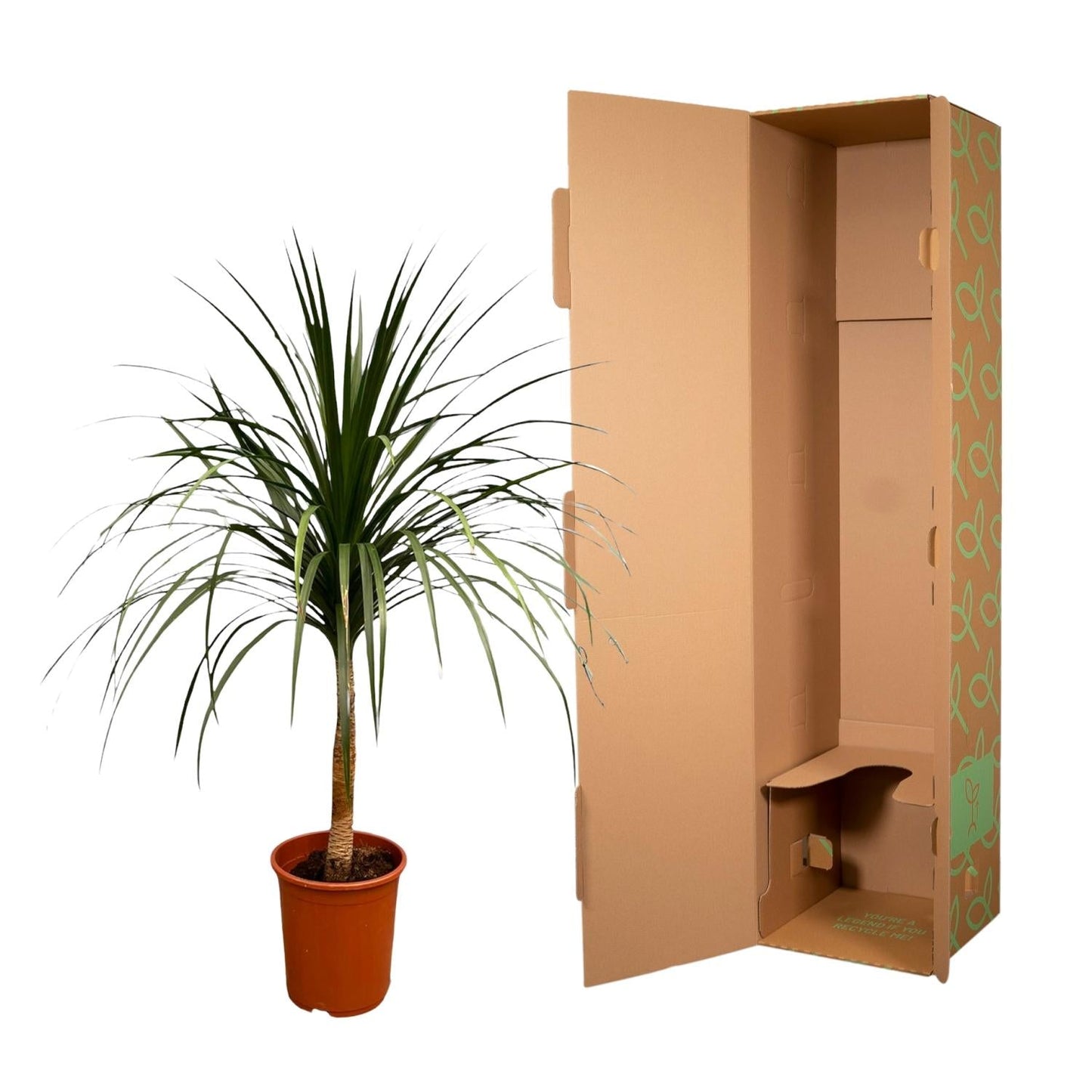 Dracaena Draco - 120 cm - Forestbloom