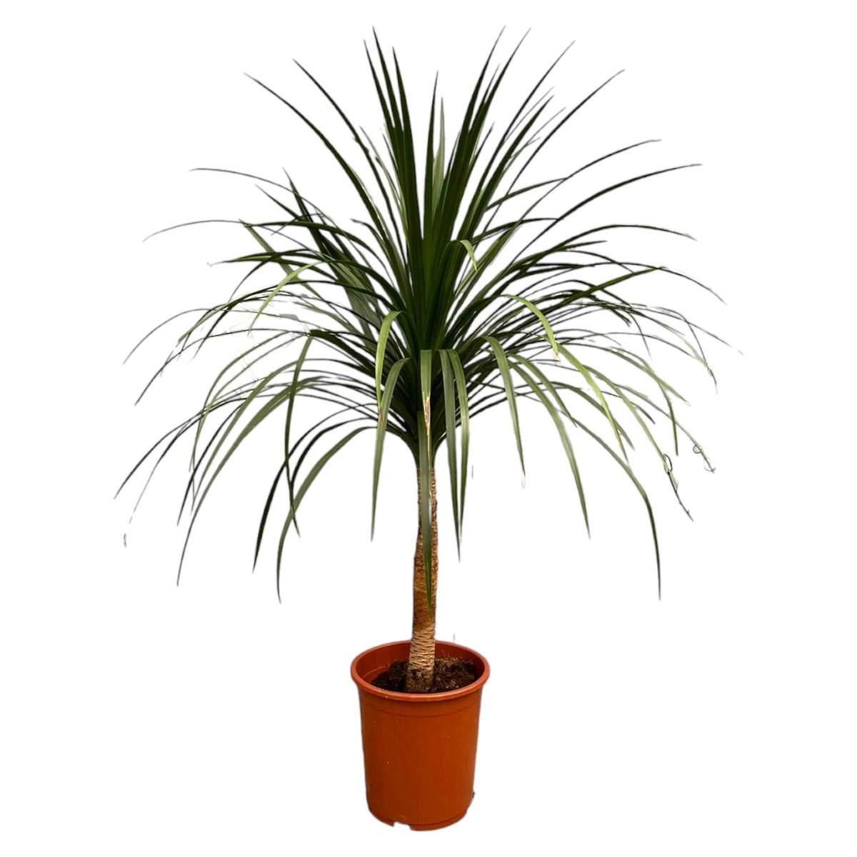 Dracaena Draco - 120 cm - Forestbloom