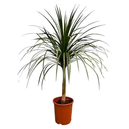 Dracaena Draco - 120 cm - Forestbloom
