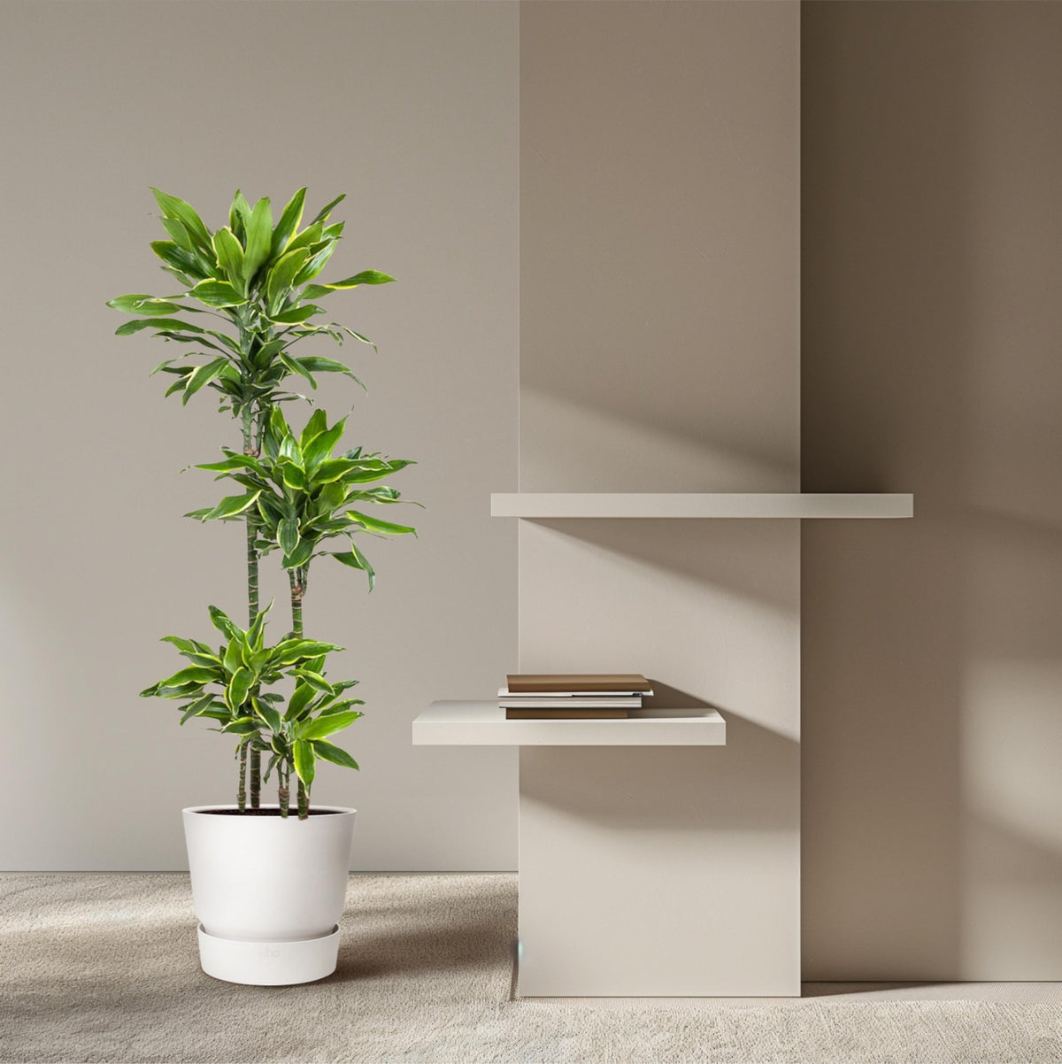 Dracaena Golden Coast - 140 cm - Forestbloom