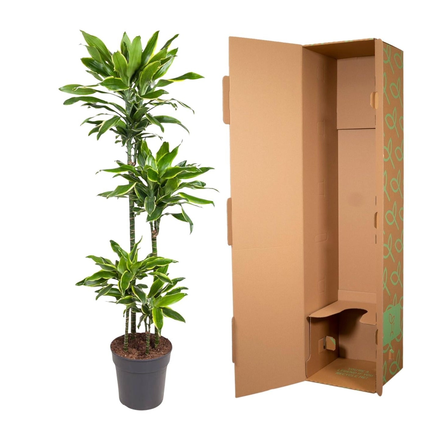 Dracaena Golden Coast - 140 cm - Forestbloom