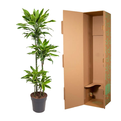 Dracaena Golden Coast - 140 cm - Forestbloom