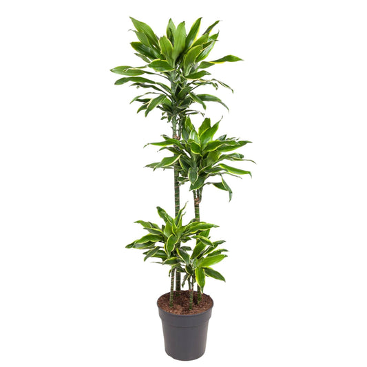 Dracaena Golden Coast - 140 cm - Forestbloom