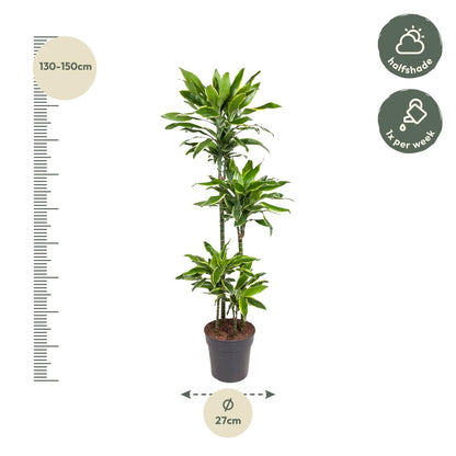 Dracaena Golden Coast - 140 cm - Forestbloom