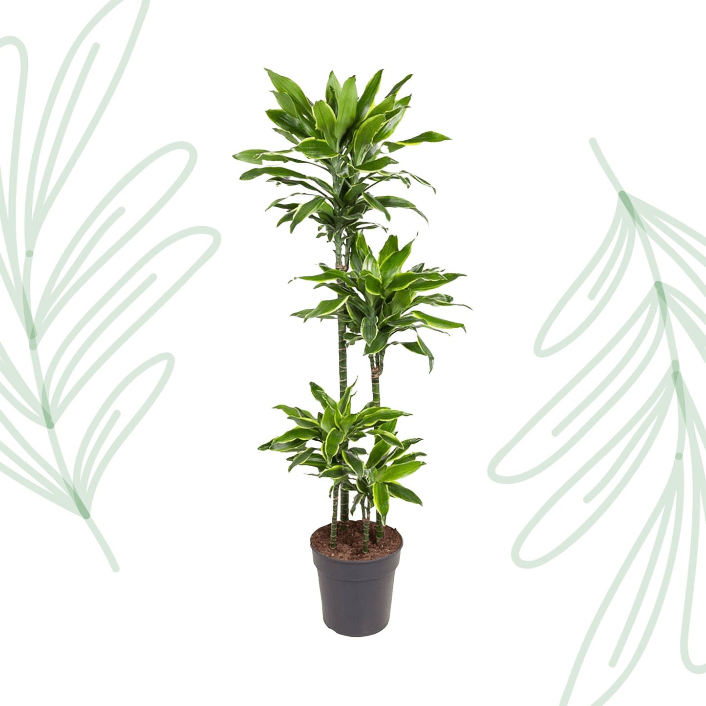 Dracaena Golden Coast - 140 cm - Forestbloom