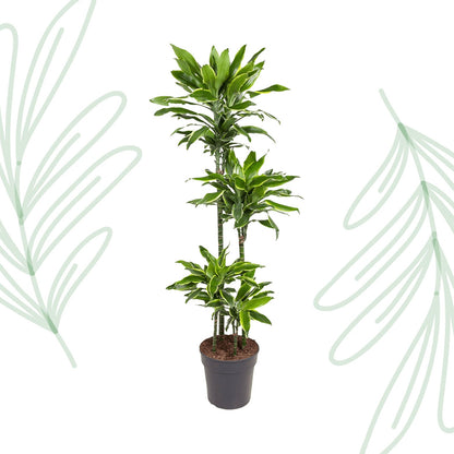 Dracaena Golden Coast - 140 cm - Forestbloom