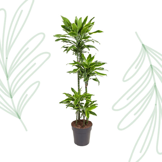 Dracaena Golden Coast - 140 cm - Forestbloom