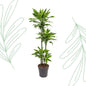 Dracaena Golden Coast - 140 cm - Forestbloom