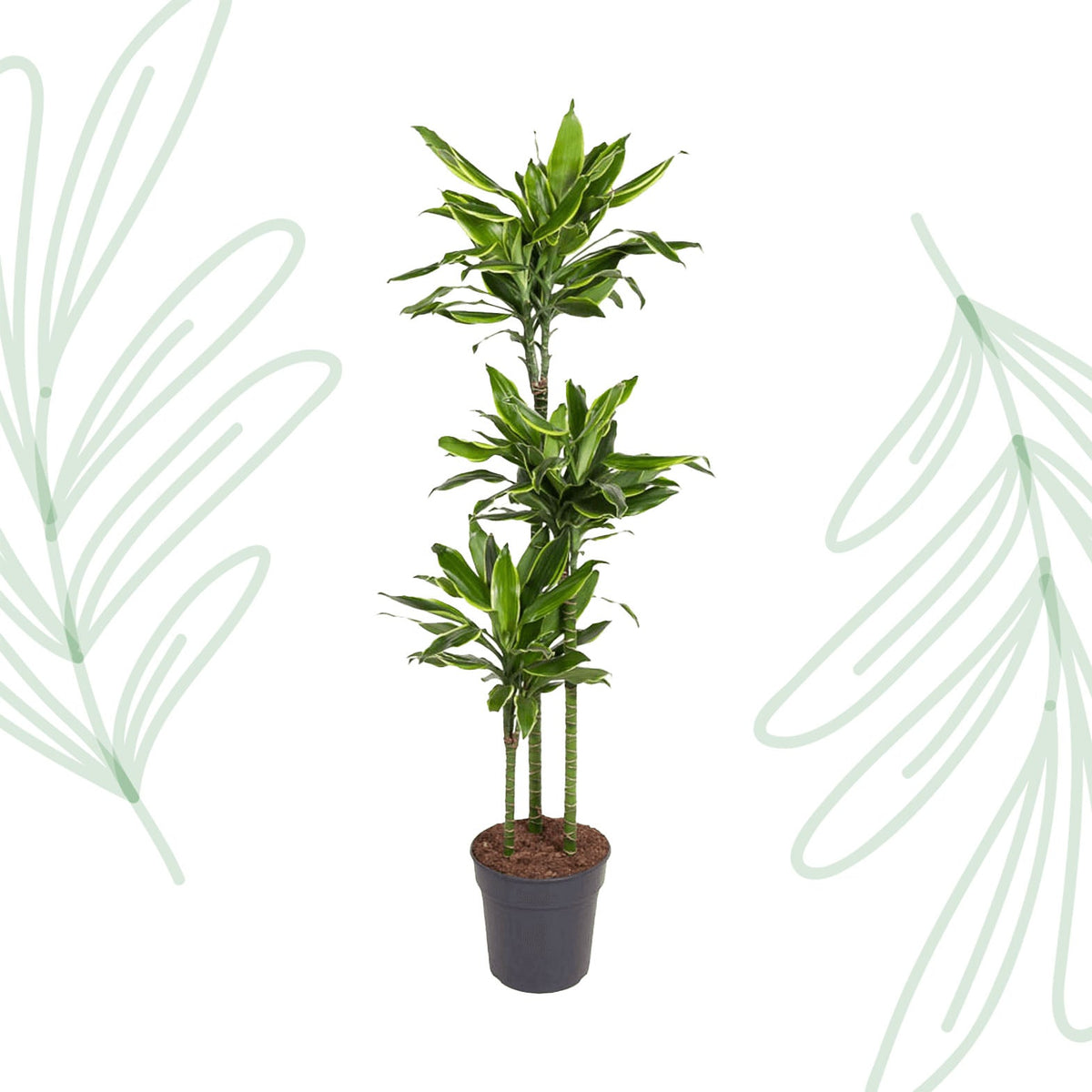 Dracaena Golden Coast - 160 cm - Forestbloom