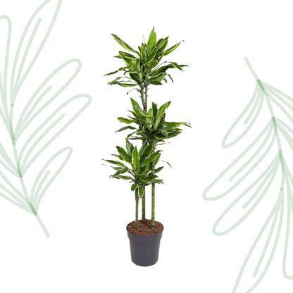 Dracaena Golden Coast - 160 cm - Forestbloom