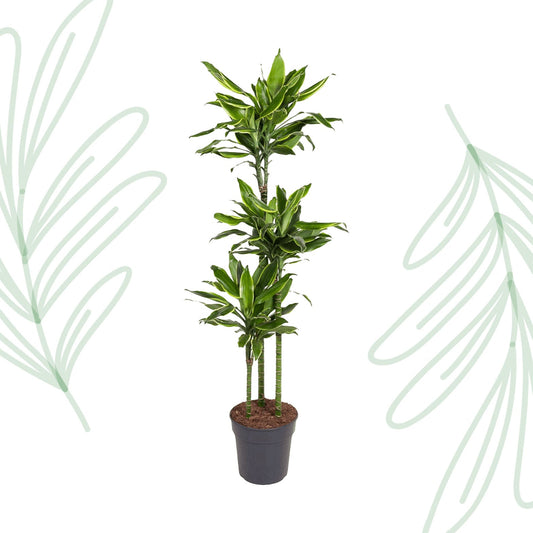 Dracaena Golden Coast - 160 cm - Forestbloom