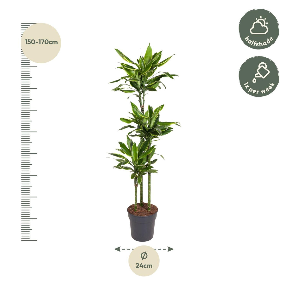 Dracaena Golden Coast - 160 cm - Forestbloom