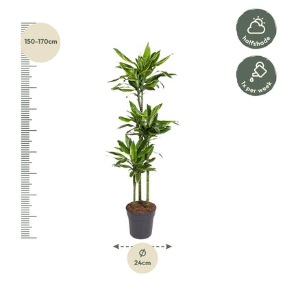 Dracaena Golden Coast - 160 cm - Forestbloom