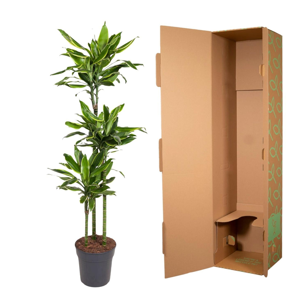 Dracaena Golden Coast - 160 cm - Forestbloom