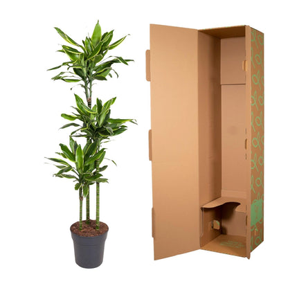 Dracaena Golden Coast - 160 cm - Forestbloom
