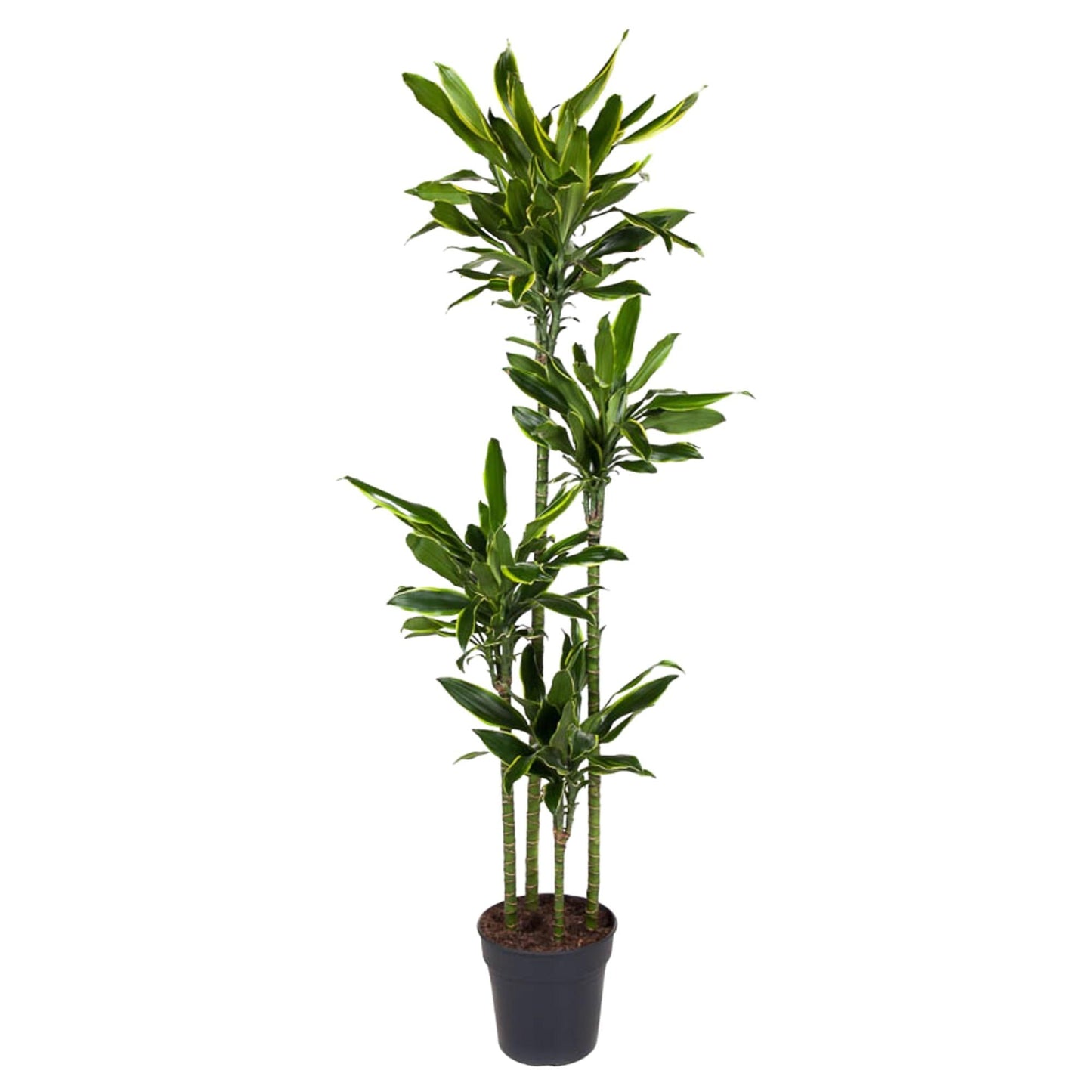 Dracaena Golden Coast - 170 cm - Forestbloom