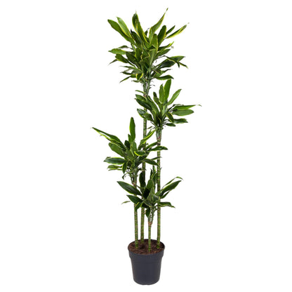 Dracaena Golden Coast - 170 cm - Forestbloom