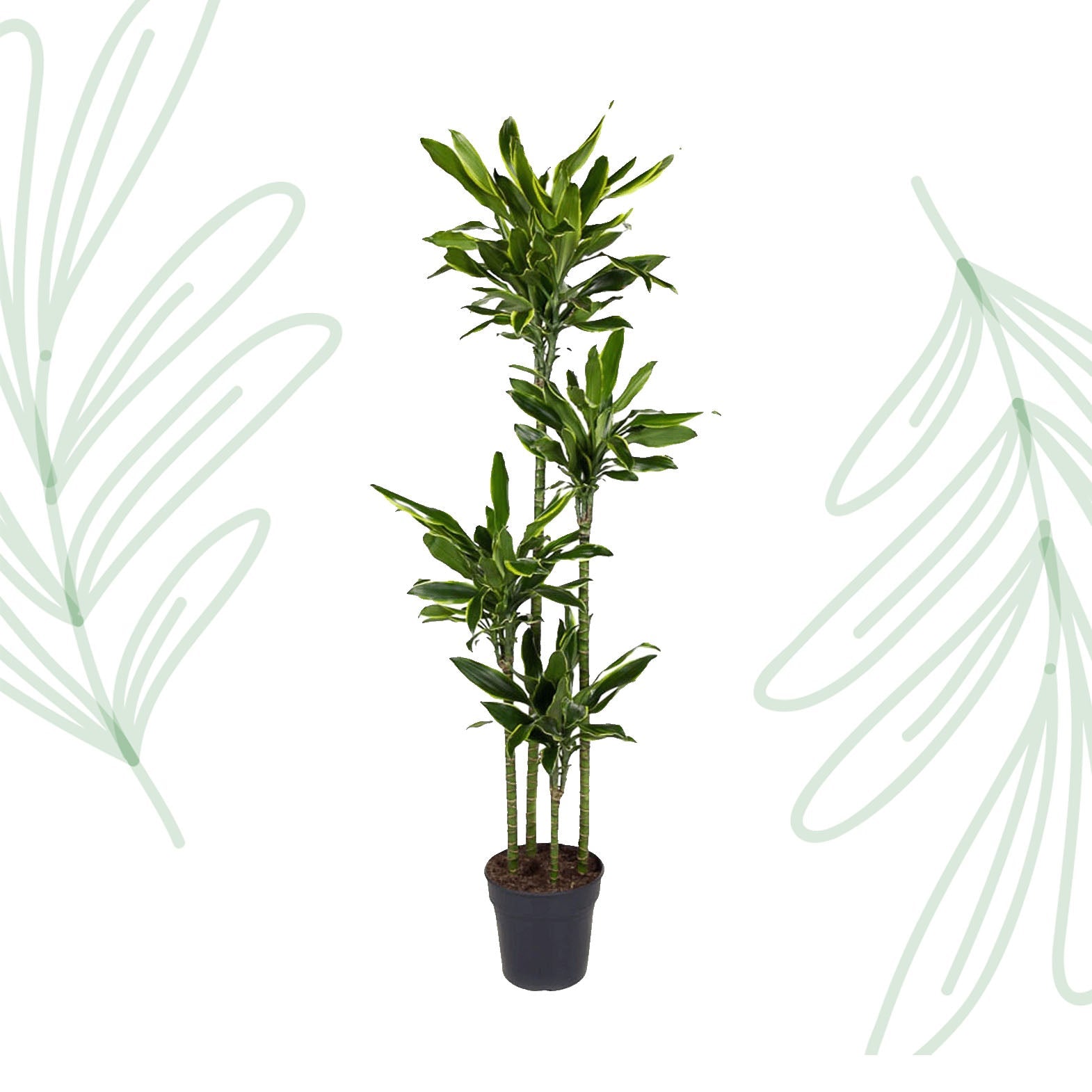 Dracaena Golden Coast - 170 cm - Forestbloom