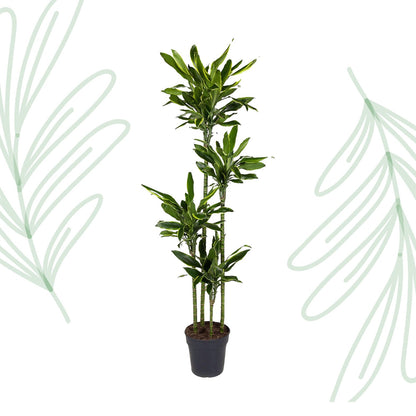 Dracaena Golden Coast - 170 cm - Forestbloom