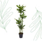 Dracaena Golden Coast - 170 cm - Forestbloom