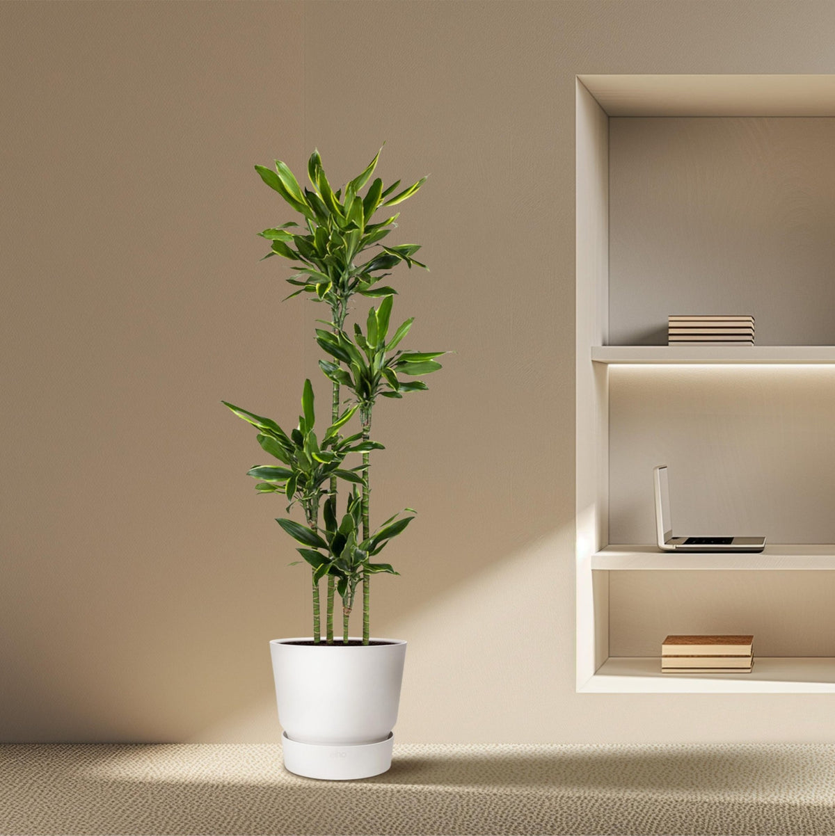 Dracaena Golden Coast - 170 cm - Forestbloom