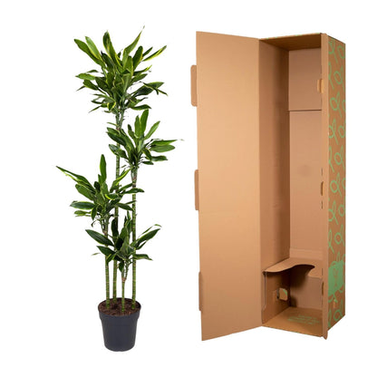 Dracaena Golden Coast - 170 cm - Forestbloom