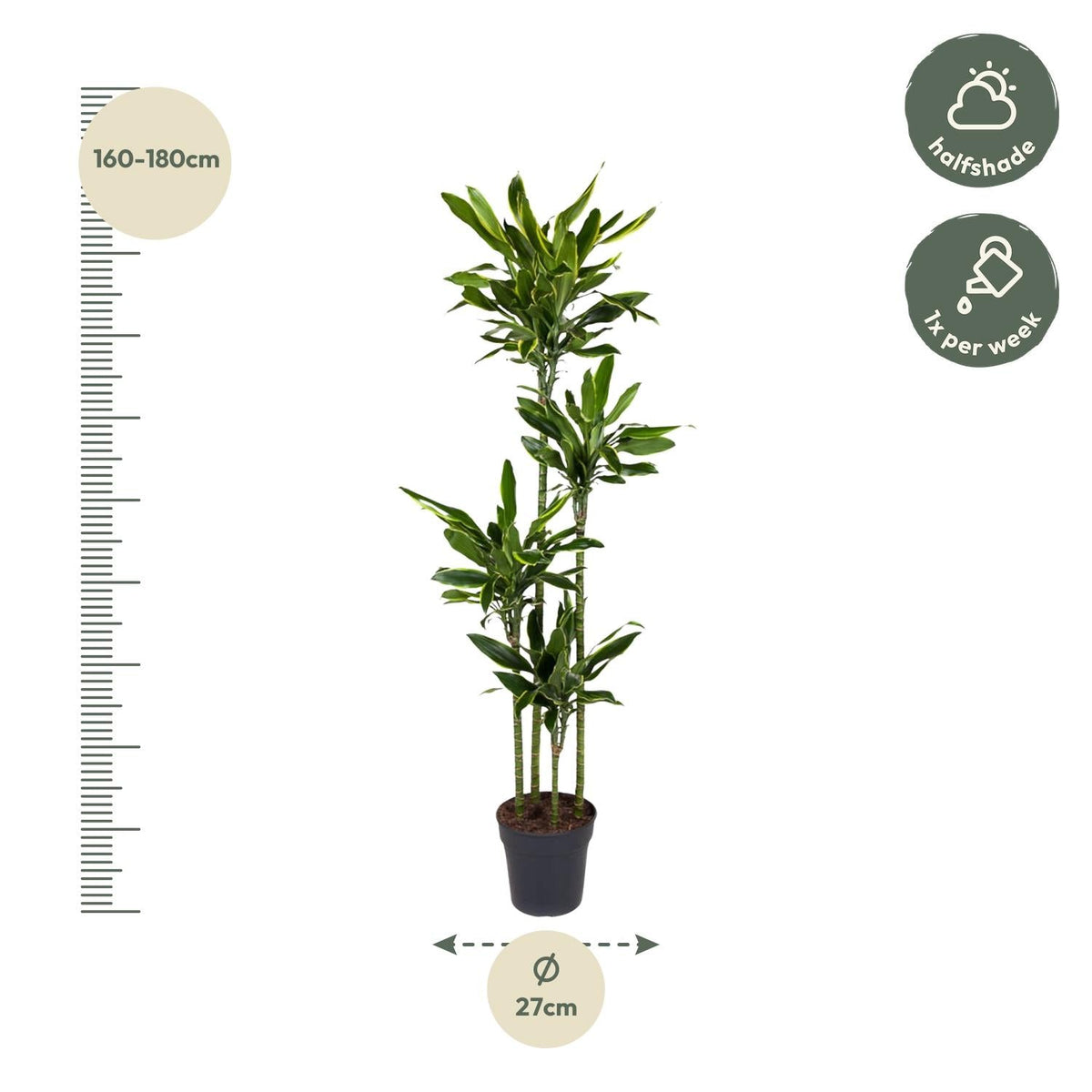 Dracaena Golden Coast - 170 cm - Forestbloom