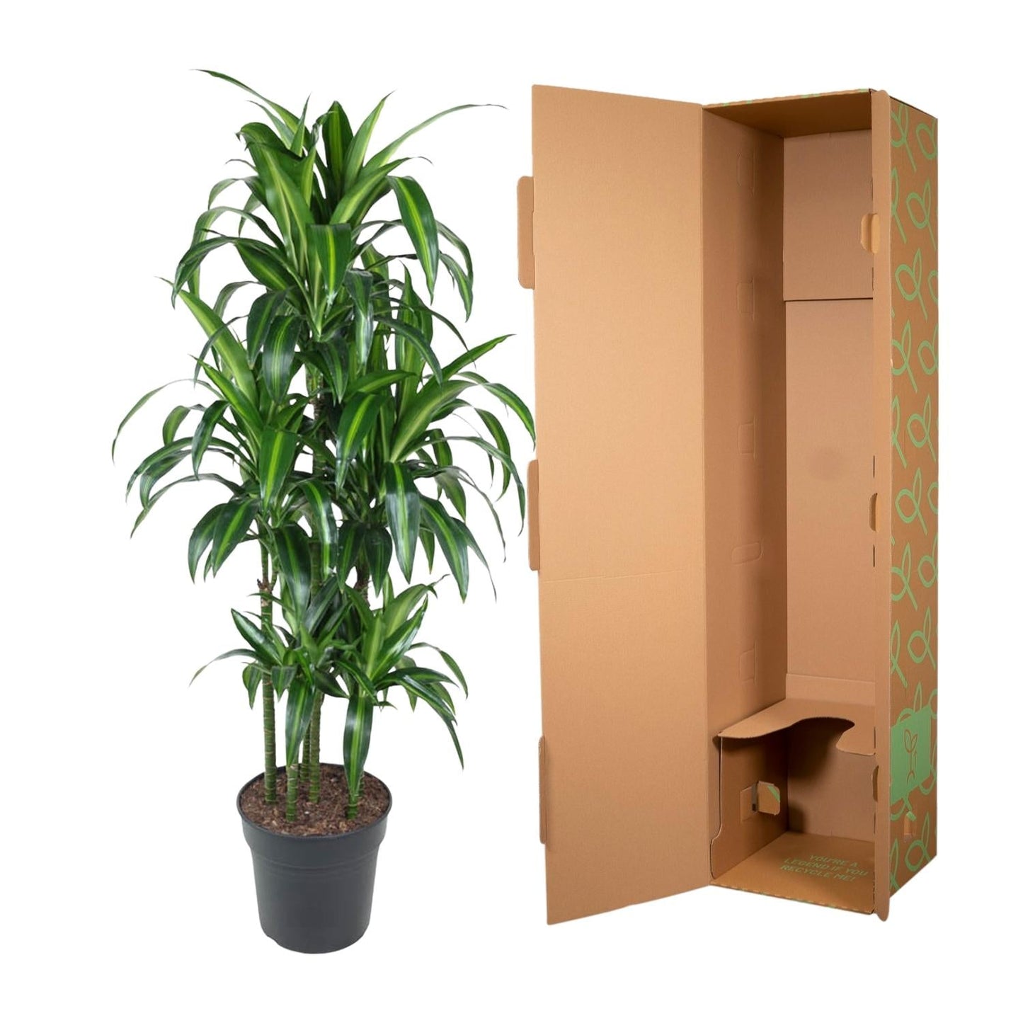 Dracaena Hawaiiana Carrousel - 150 cm - Forestbloom