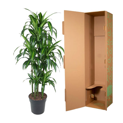 Dracaena Hawaiiana Carrousel - 150 cm - Forestbloom