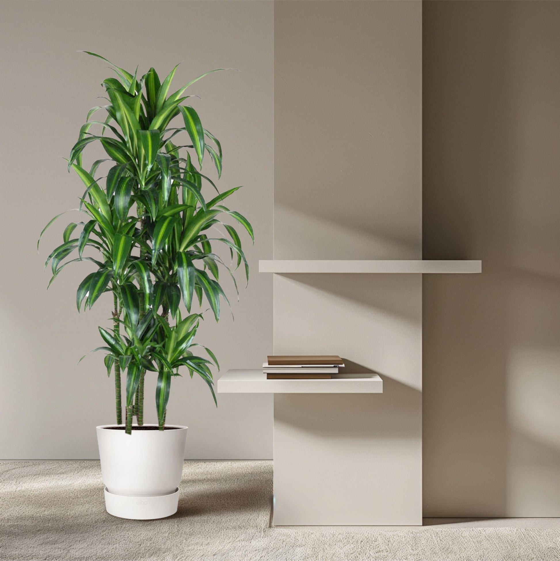 Dracaena Hawaiiana Carrousel - 150 cm - Forestbloom