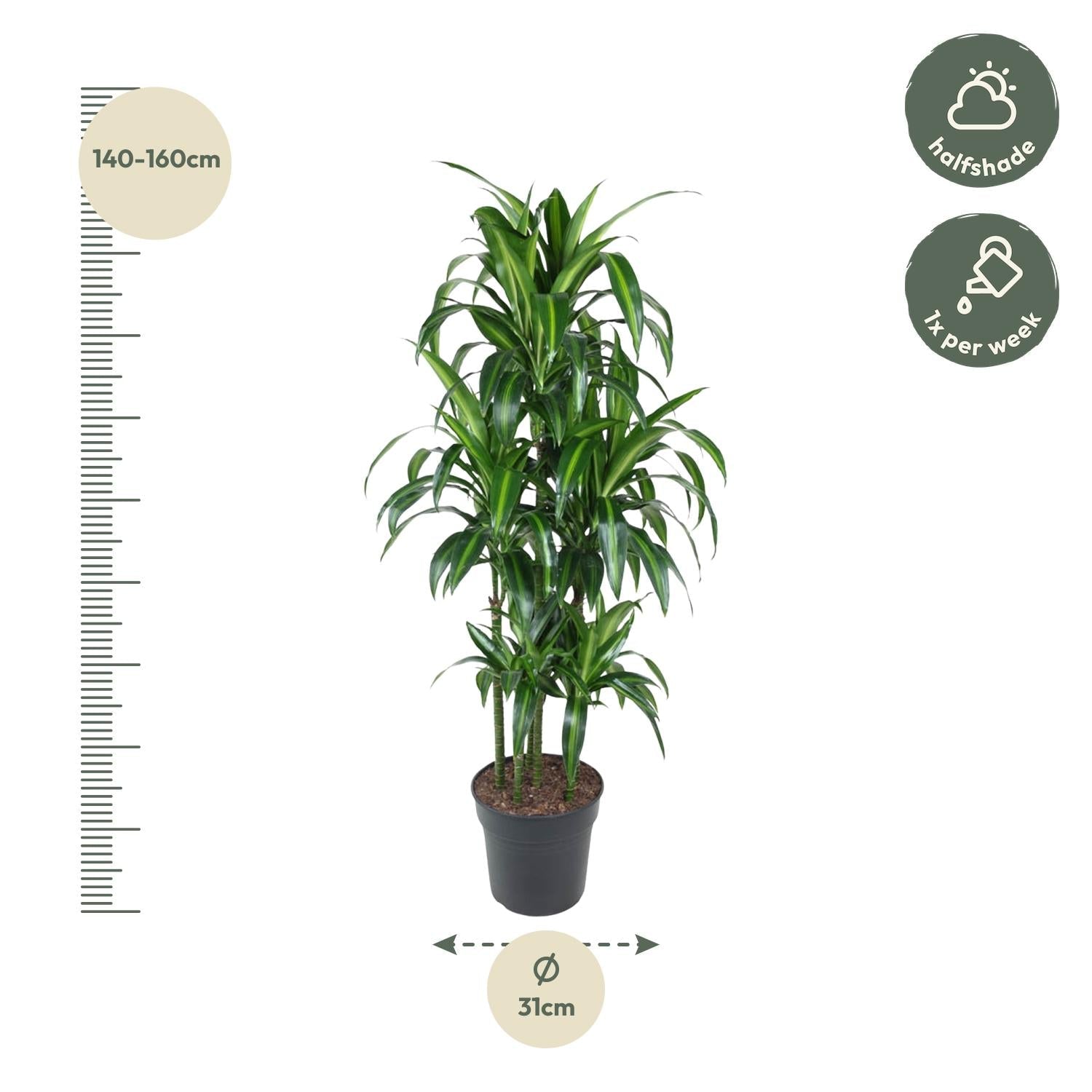 Dracaena Hawaiiana Carrousel - 150 cm - Forestbloom
