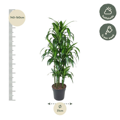 Dracaena Hawaiiana Carrousel - 150 cm - Forestbloom