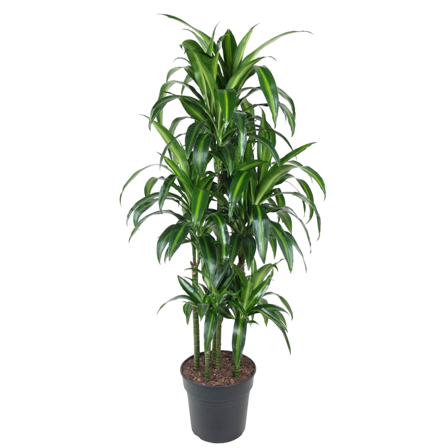 Dracaena Hawaiiana Carrousel - 150 cm - Forestbloom