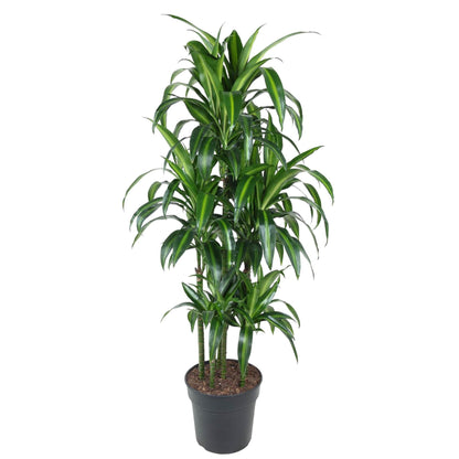 Dracaena Hawaiiana Carrousel - 150 cm - Forestbloom