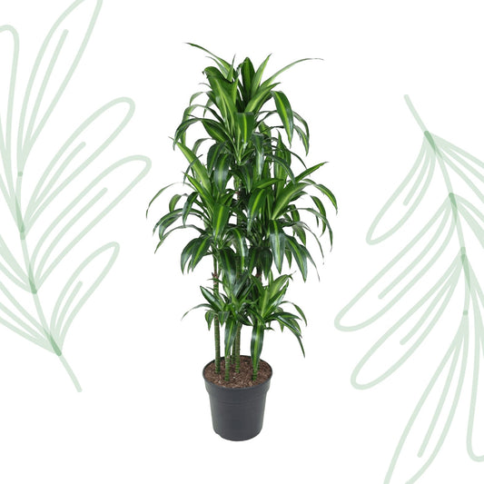 Dracaena Hawaiiana Carrousel - 150 cm - Forestbloom