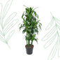 Dracaena Hawaiiana Carrousel - 150 cm - Forestbloom