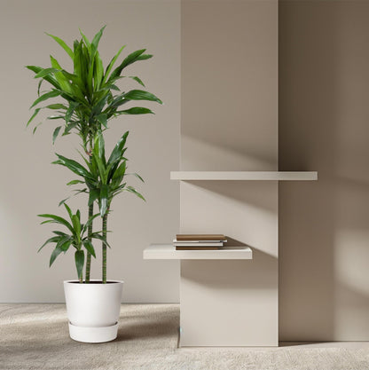 Dracaena Janet Craig - 150 cm - Forestbloom