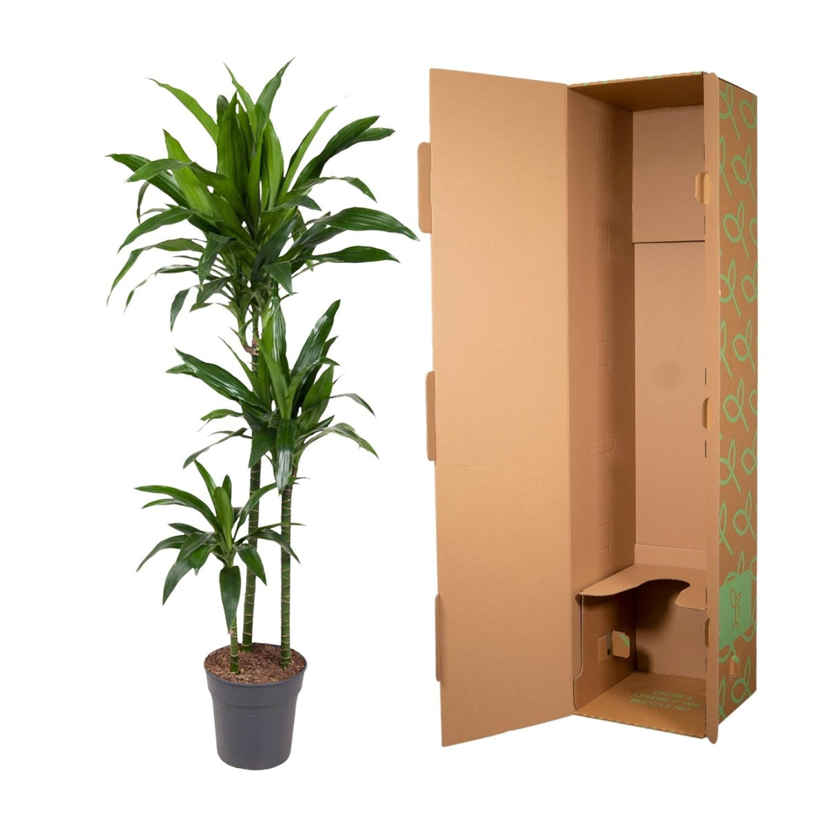 Dracaena Janet Craig - 150 cm - Forestbloom