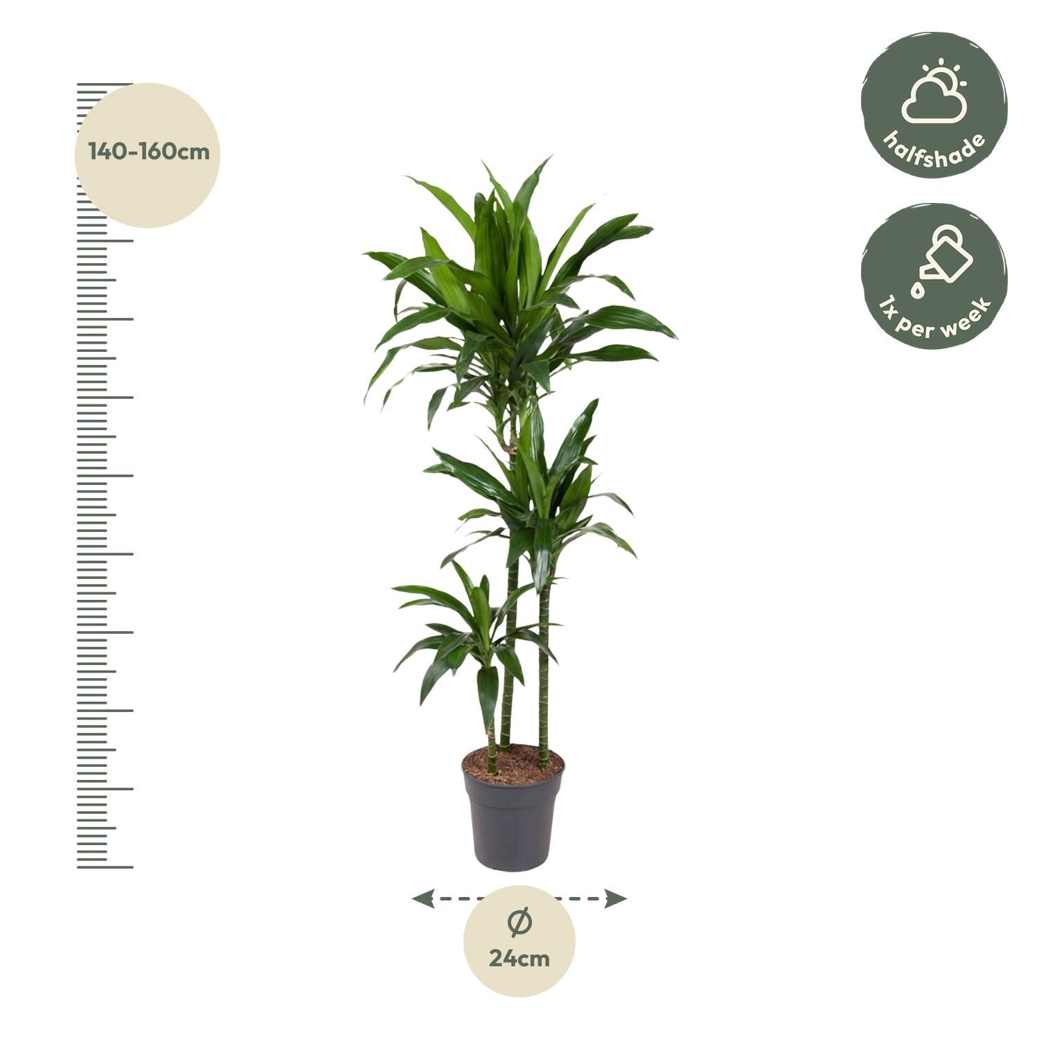 Dracaena Janet Craig - 150 cm - Forestbloom