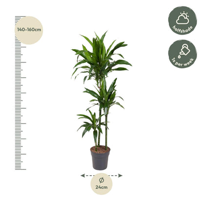 Dracaena Janet Craig - 150 cm - Forestbloom
