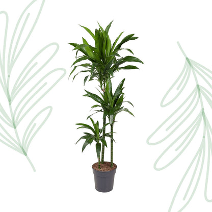 Dracaena Janet Craig - 150 cm - Forestbloom