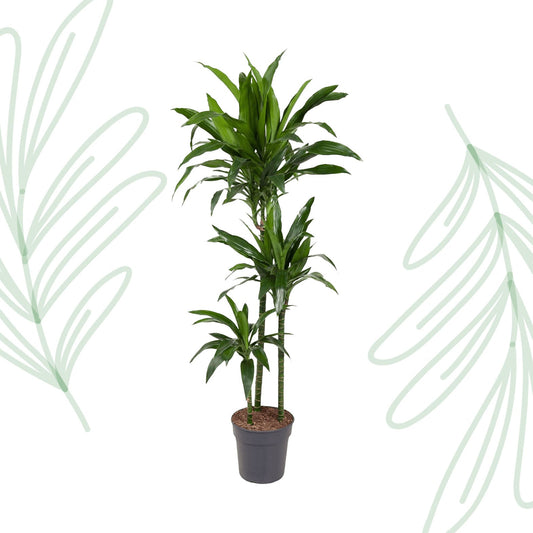 Dracaena Janet Craig - 150 cm - Forestbloom