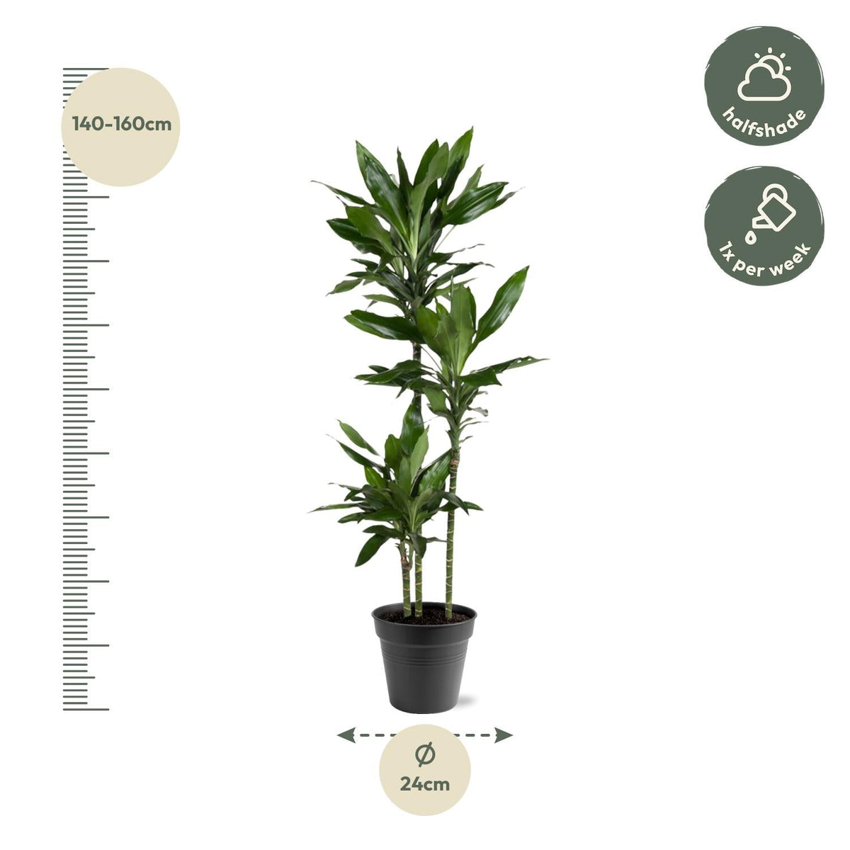 Dracaena Janet Lind - 150-160 cm - Forestbloom