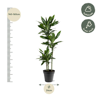 Dracaena Janet Lind - 150-160 cm - Forestbloom