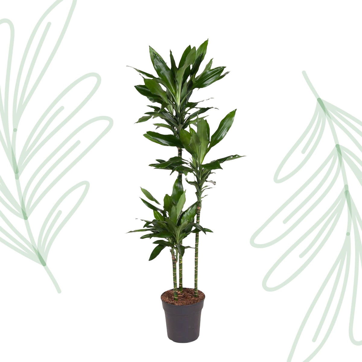 Dracaena Janet Lind - 150-160 cm - Forestbloom
