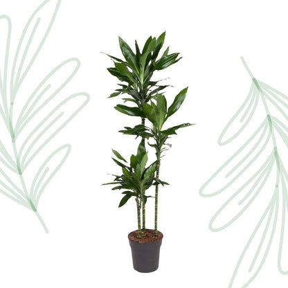 Dracaena Janet Lind - 150-160 cm - Forestbloom