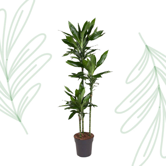 Dracaena Janet Lind - 150-160 cm - Forestbloom