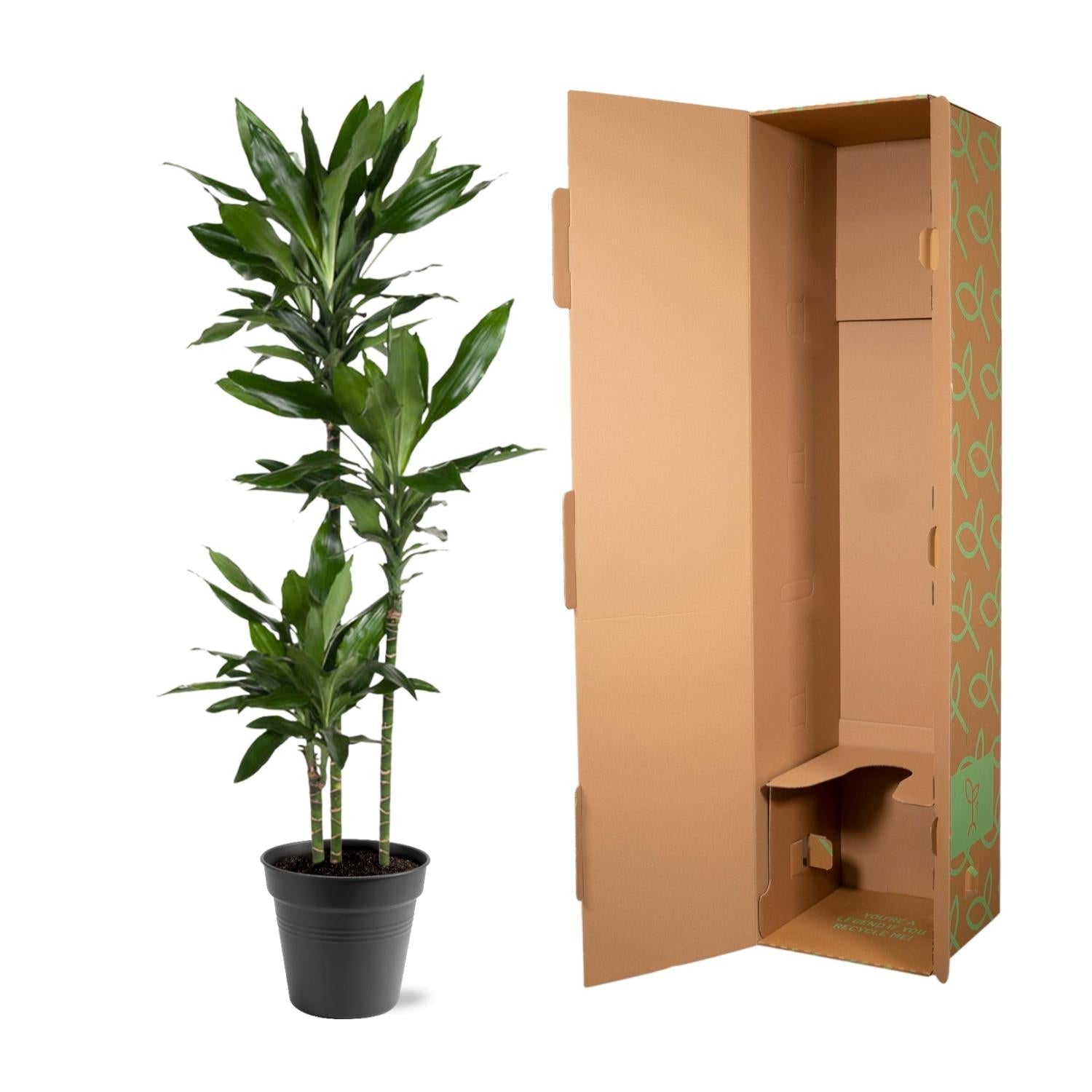Dracaena Janet Lind - 150-160 cm - Forestbloom