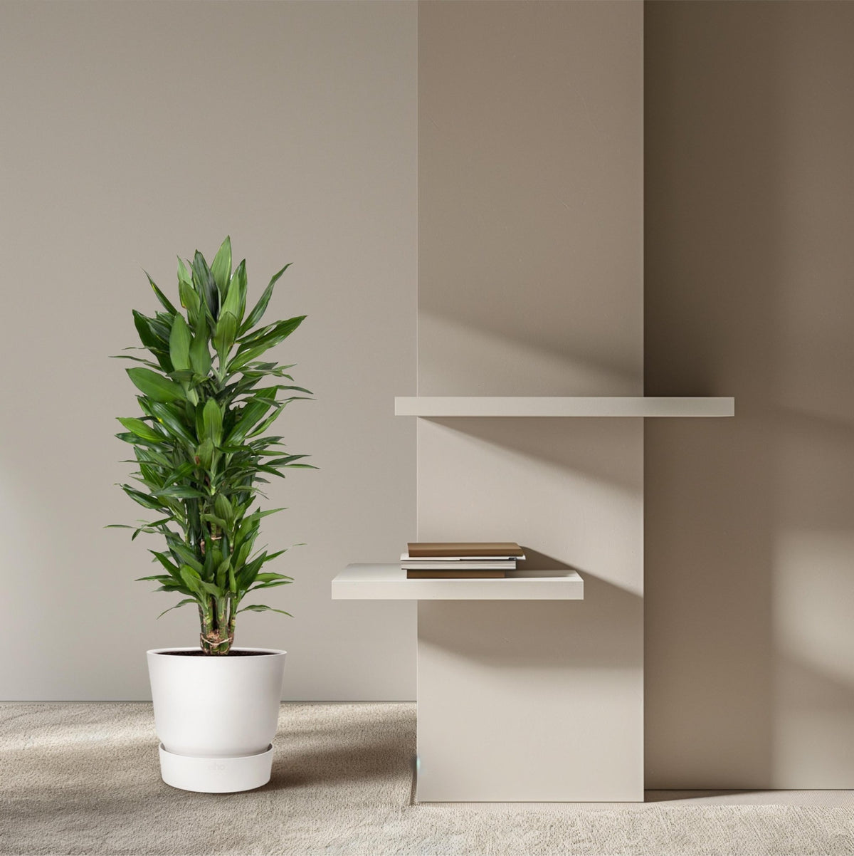 Dracaena Janet Lind vertakt - 110 cm - Forestbloom