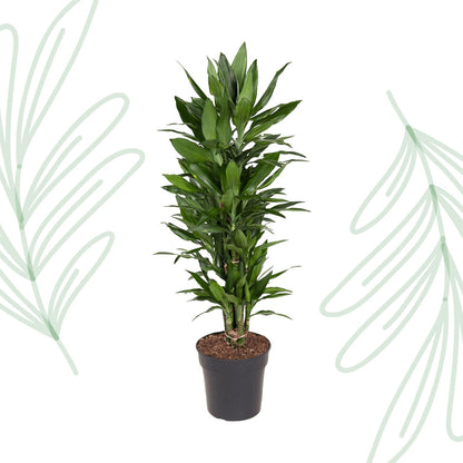 Dracaena Janet Lind vertakt - 110 cm - Forestbloom